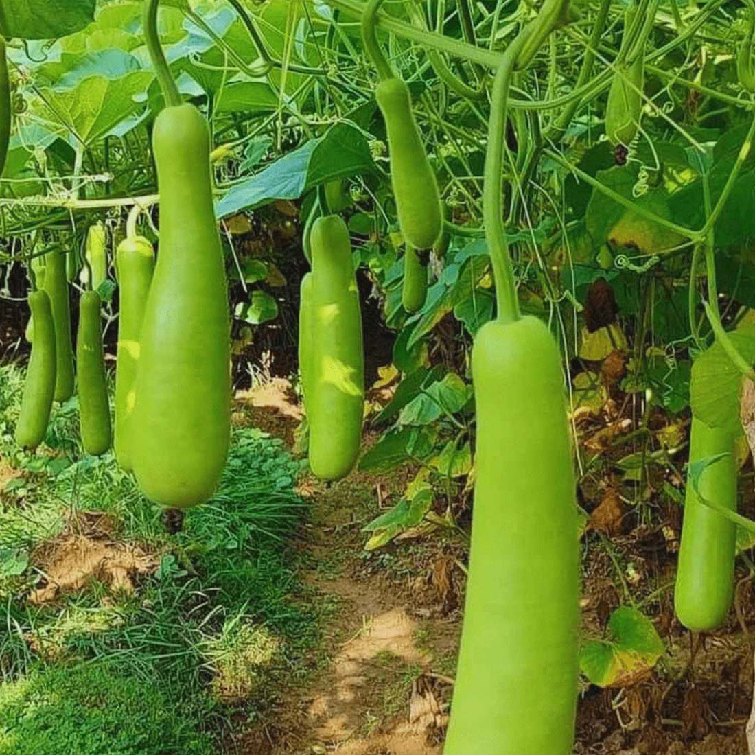 Heirloom Green Bottle Gourd vines with lush foliage and green gourds.