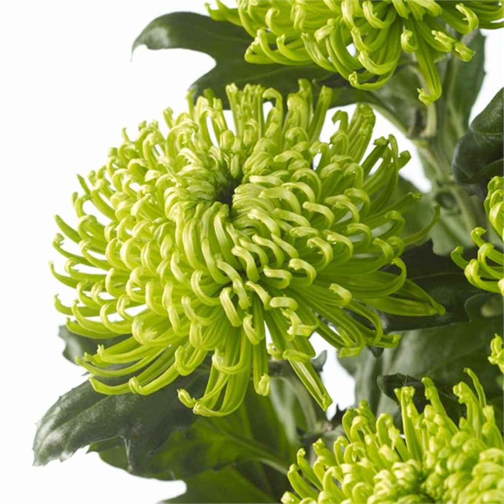 Green Spider Chrysanthemum with unique spider-shaped blooms in a flower garden