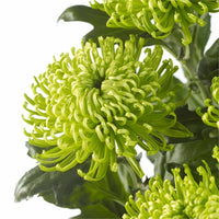 Green Spider Chrysanthemum with unique spider-shaped blooms in a flower garden