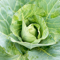 Heirloom Greyhound cabbage seeds suitable for raised beds and containers.