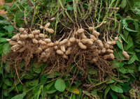 Heirloom groundnut seeds suitable for vegetable gardening.