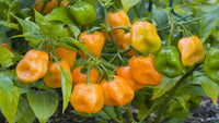 Heirloom Habanero Chili seeds for planting