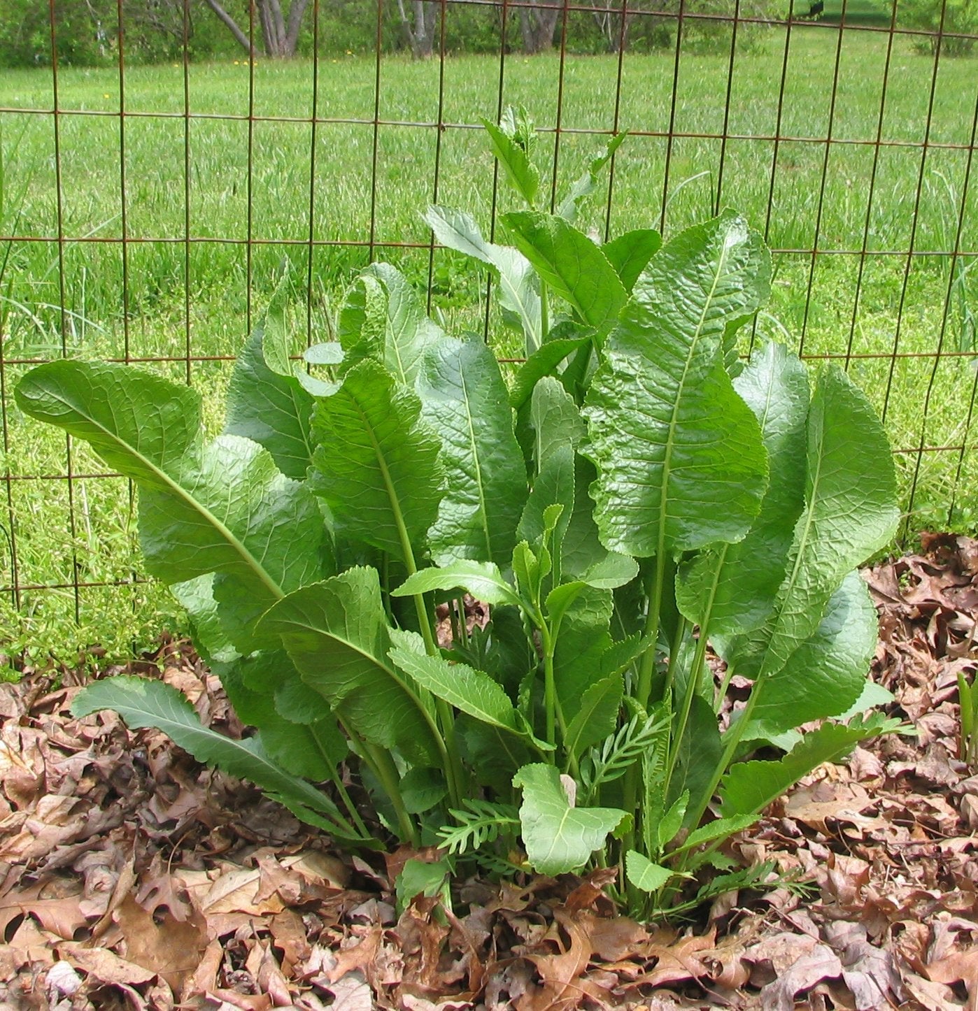 Heirloom horseradish seeds for growing root vegetables.