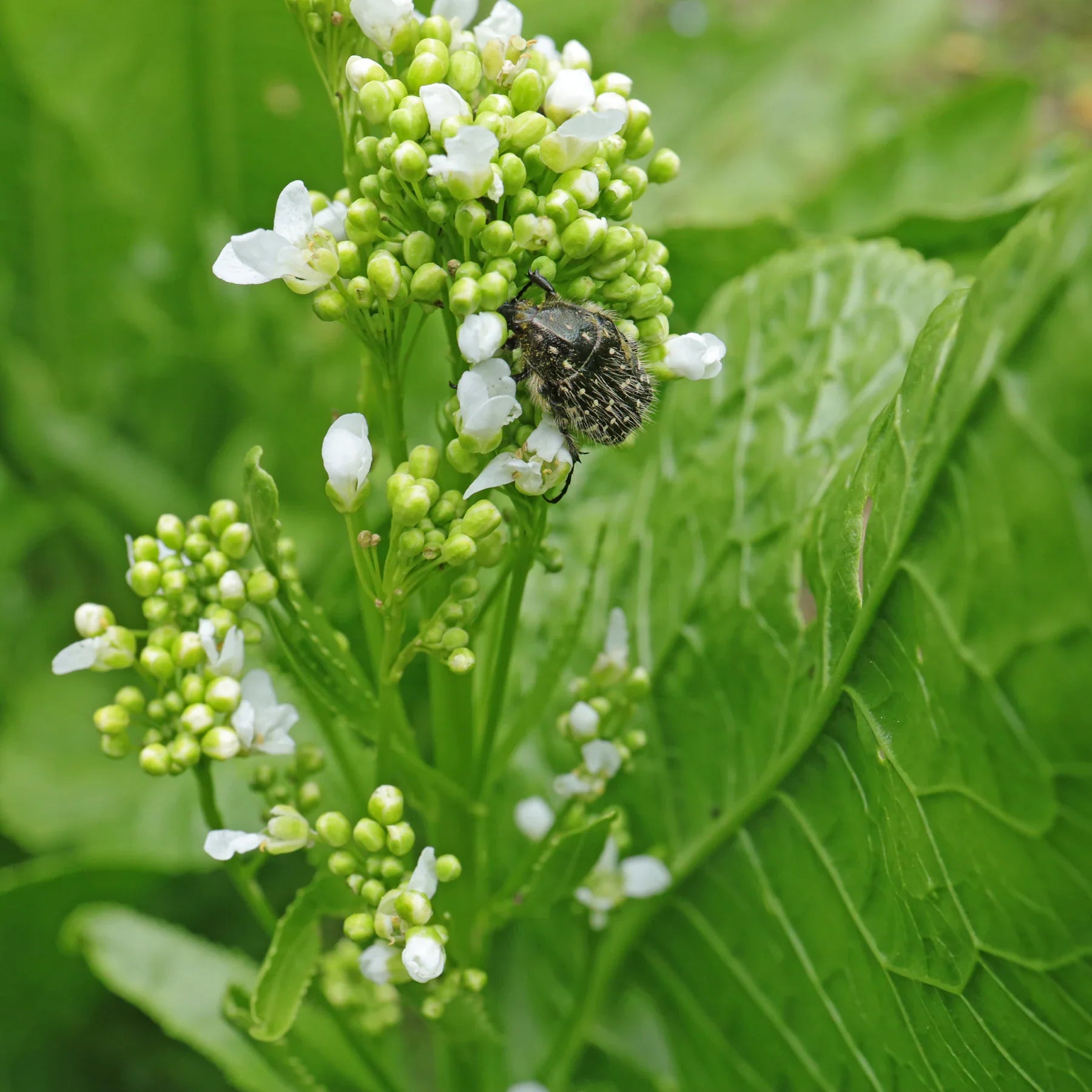 Heirloom horseradish vegetable seeds suitable for containers and kitchen gardens.
