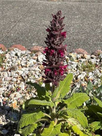 Heirloom Hummingbird Sage plants with rosy-purple flower spikes and green foliage.