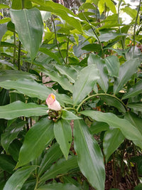 Heirloom Insulin Plant with lush green foliage growing in a garden.
