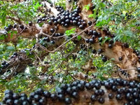 Heirloom Jabuticaba tree with glossy green foliage