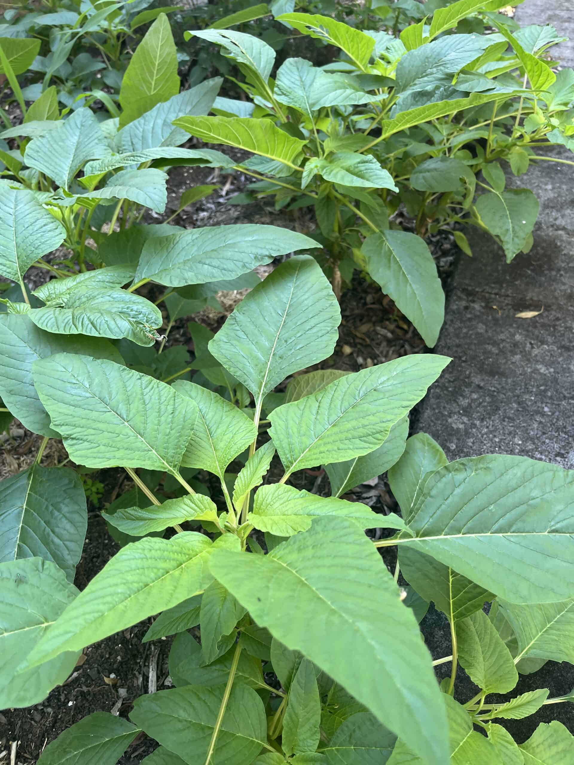 Heirloom Jamaican Callaloo leafy green plants suitable for garden beds and containers