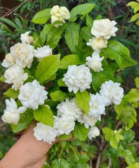 Heirloom Jasminum sambac flower seeds for ornamental gardens