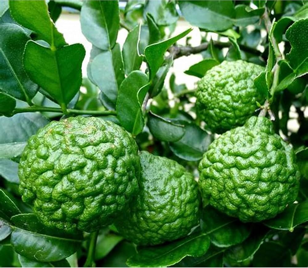 Heirloom Kaffir Lime citrus tree with glossy green leaves and fruit.