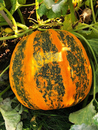 Healthy Kakai Hulless Oilseed Pumpkin vines growing in a garden
