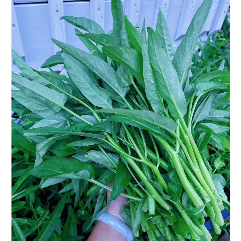 Heirloom Kang Kong plants with lush green leafy growth in a vegetable garden.