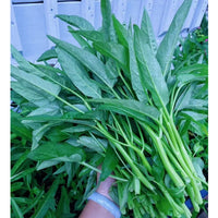 Heirloom Kang Kong plants with lush green leafy growth in a vegetable garden.