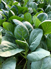 Heirloom Kashmiri Saag plants with lush green leafy growth.