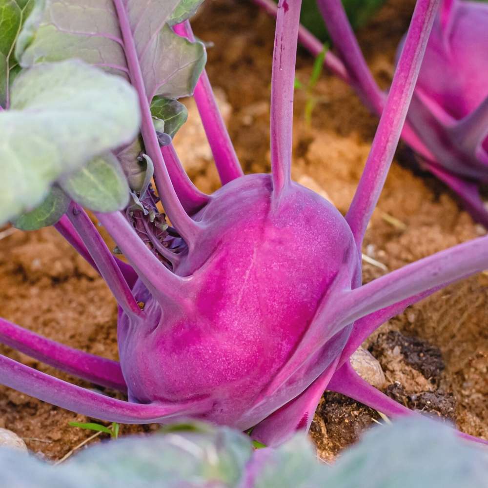 Heirloom Kohl Rabi seeds with fresh green vegetable growth