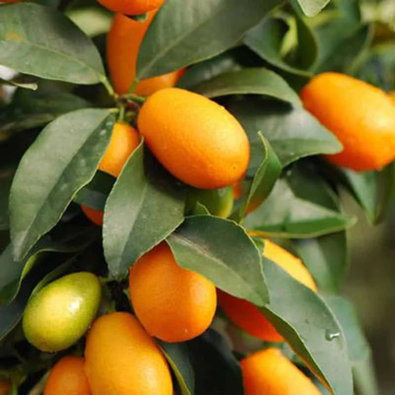 Orange kumquat citrus tree with glossy green leaves and vibrant fruits.