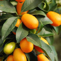 Orange kumquat citrus tree with glossy green leaves and vibrant fruits.