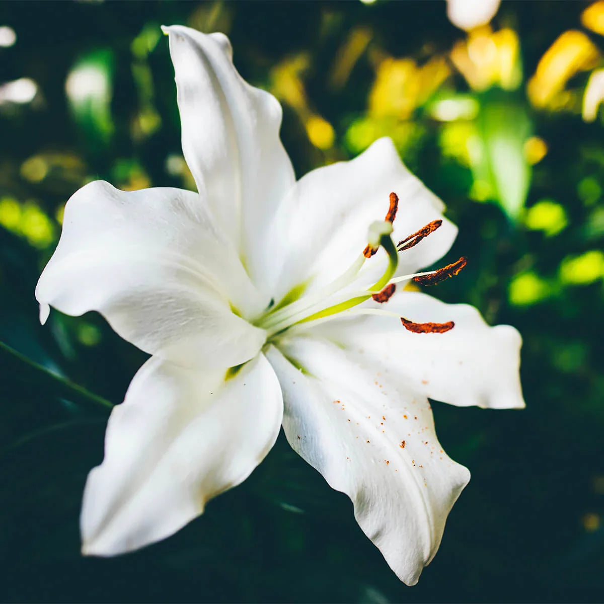 Heirloom Lily flower seeds suitable for raised beds and containers.