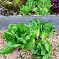 Heirloom Little Gem lettuce seeds with compact crisp leafy heads