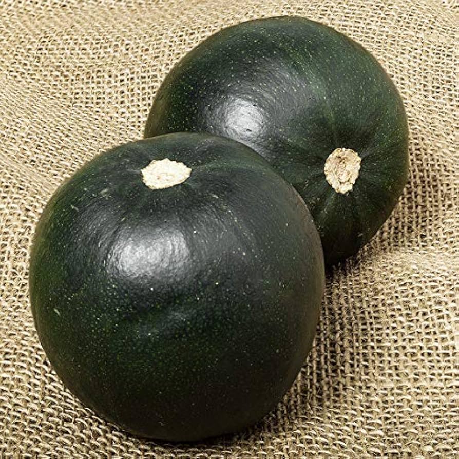 Compact Little Gem Rolet squash variety suitable for containers and garden beds