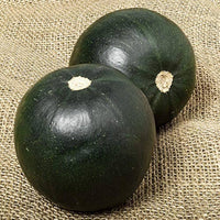 Compact Little Gem Rolet squash variety suitable for containers and garden beds
