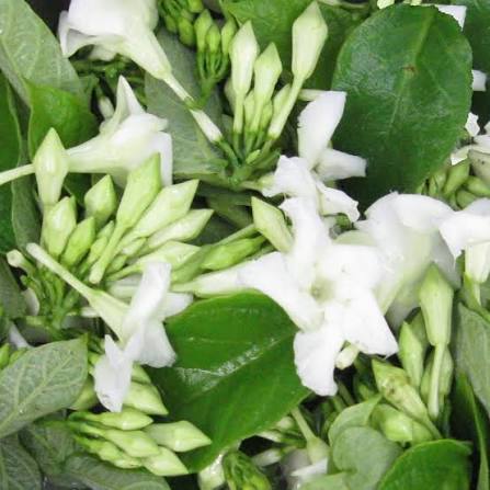 Heirloom non-GMO Loroco seeds suitable for pots, containers, and garden beds.