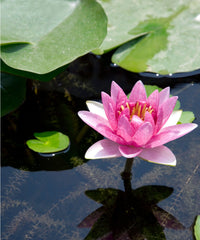 Heirloom Lotus seeds suitable for aquatic containers and ornamental ponds.