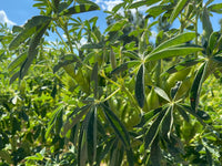 Heirloom Lupini Bean seeds for growing in backyard vegetable gardens.