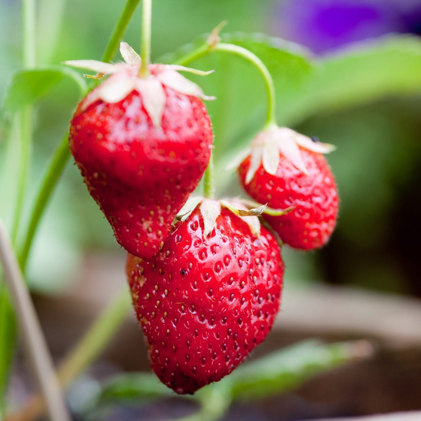 Heirloom Mara des Bois Strawberry seeds suitable for containers and hanging baskets.