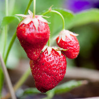 Heirloom Mara des Bois Strawberry seeds suitable for containers and hanging baskets.