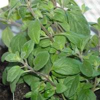 Heirloom Marjoram herb growing with fragrant green leaves