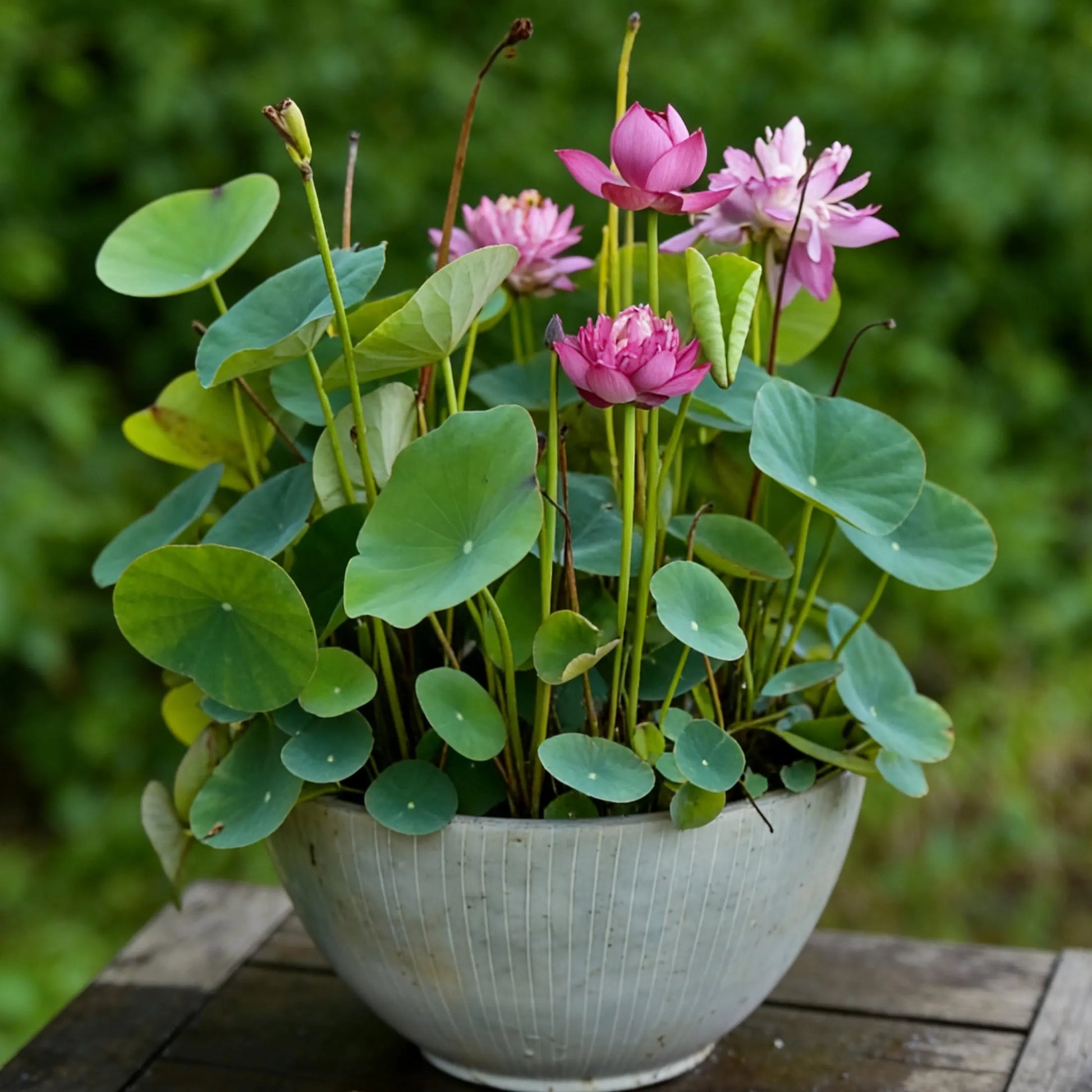Heirloom mini dwarf lotus seeds for creating elegant aquatic displays in home gardens.