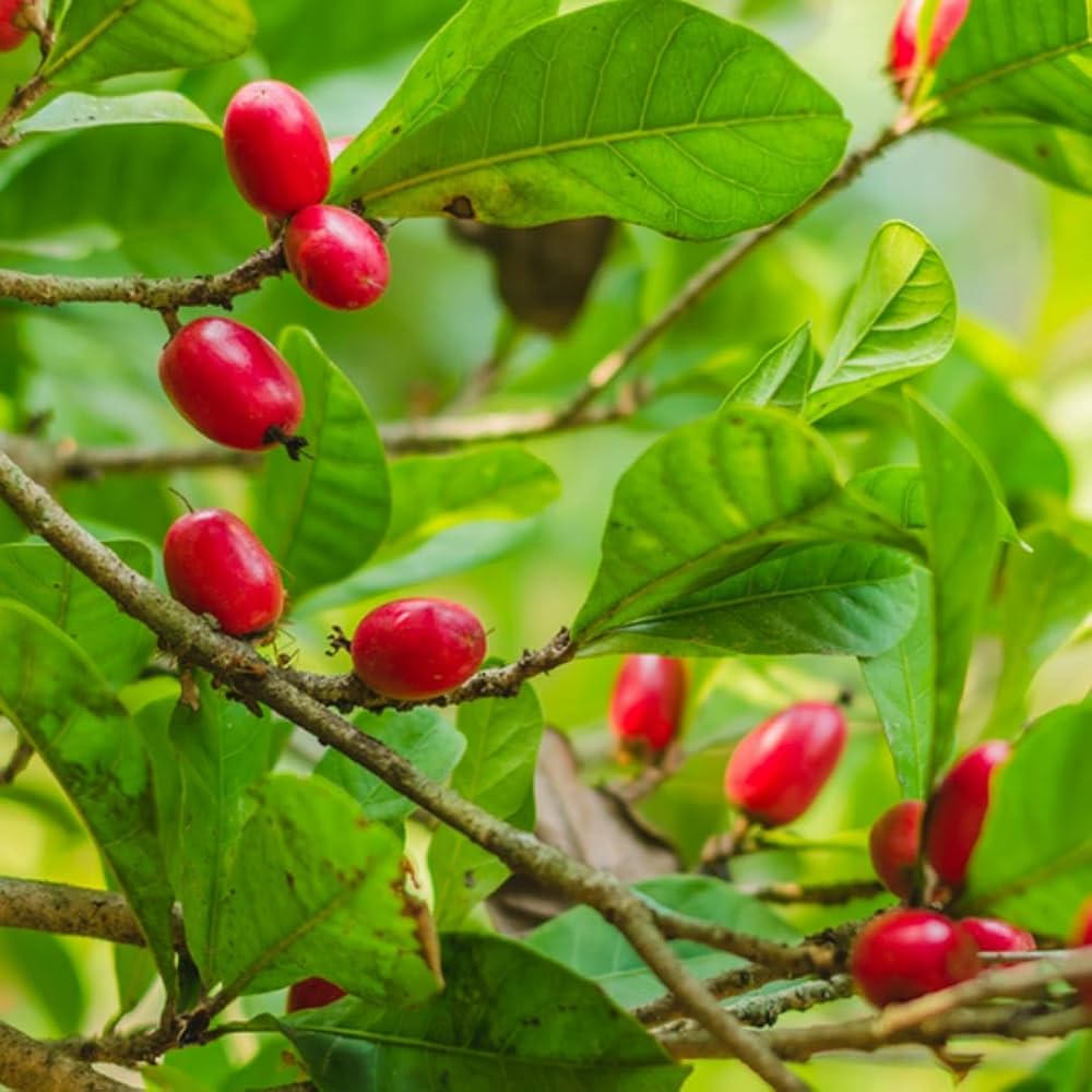 Heirloom Miracle Berry shrub with glossy green leaves and bright red berries.