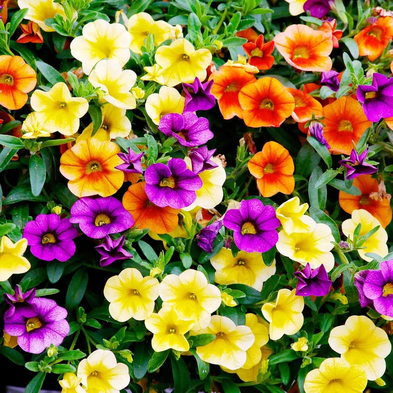 Heirloom Mixed Calibrachoa flowers growing in garden containers
