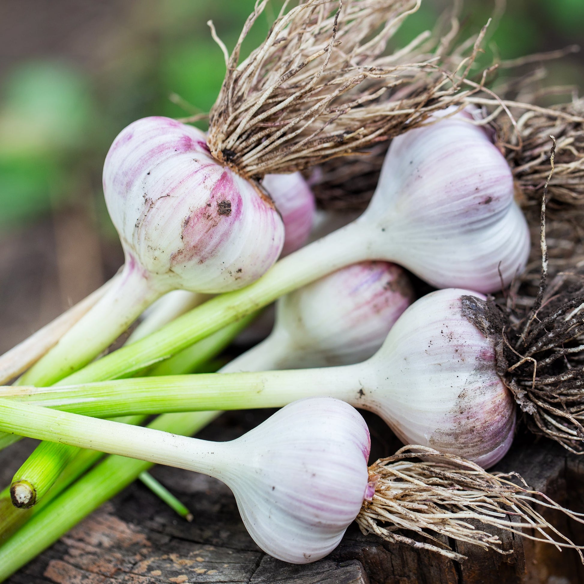 Heirloom Mixed Color Garlic vegetable seeds for raised beds and containers