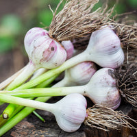 Heirloom Mixed Color Garlic vegetable seeds for raised beds and containers