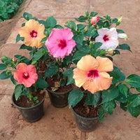 Heirloom non-GMO mixed hibiscus flower seeds for home gardens and containers
