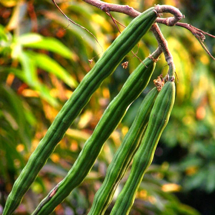 Moringa oleifera seeds for tropical gardens and outdoor landscape planting.