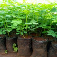 Heirloom non-GMO Moringa Oleifera seeds for outdoor growing.