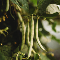 Healthy Mountaineer White Half-Runner Bean vines growing on a garden trellis