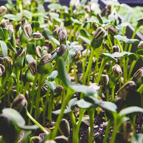 Heirloom non-GMO microgreens seeds for containers and indoor growing.