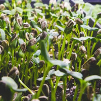 Heirloom non-GMO microgreens seeds for containers and indoor growing.