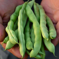 Healthy North Carolina Greasy Bean vines growing on a garden trellis