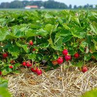 Heirloom Ogallala Strawberry plants with green foliage and ripe red berries.
