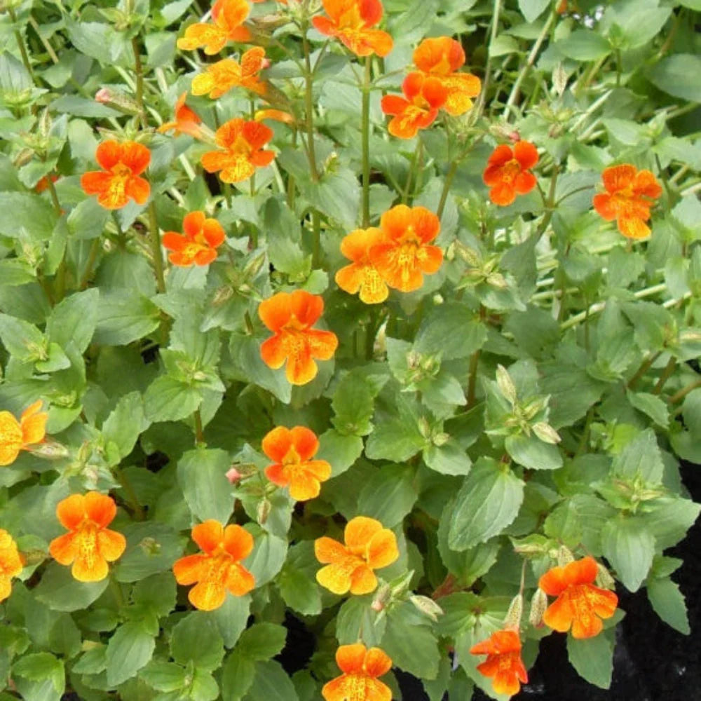Heirloom Orange Creeping Thyme with dense aromatic green foliage.