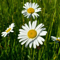 Heirloom Ox-Eye Daisy wildflower seeds with classic white blooms