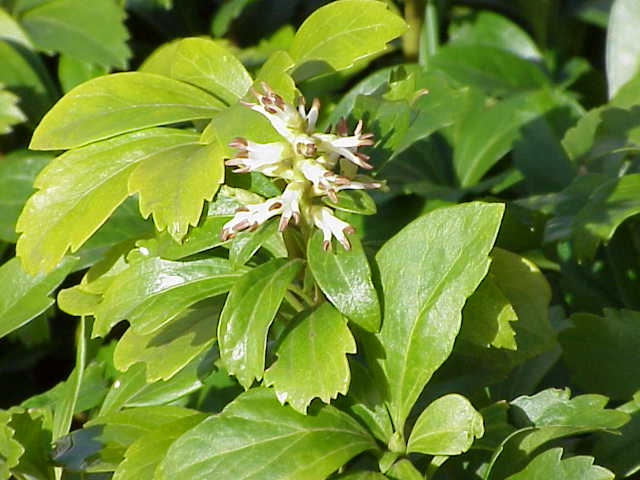 Pachysandra plant seeds for containers, raised beds, and shaded landscapes.