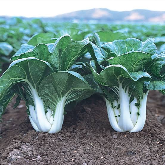 Heirloom non-GMO Pak Choi seeds with leafy green vegetable plants