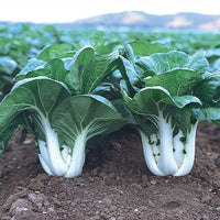 Heirloom non-GMO Pak Choi seeds with leafy green vegetable plants