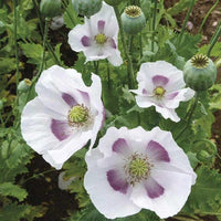 Heirloom Papaver Maanzaad poppy flowers blooming in a colorful garden.